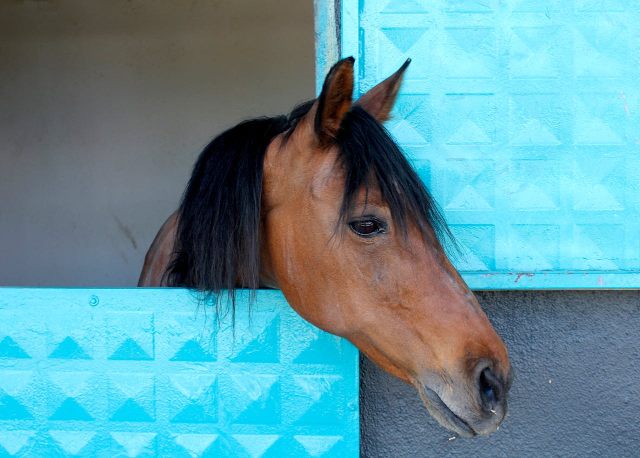 Paardenstal onderhoud